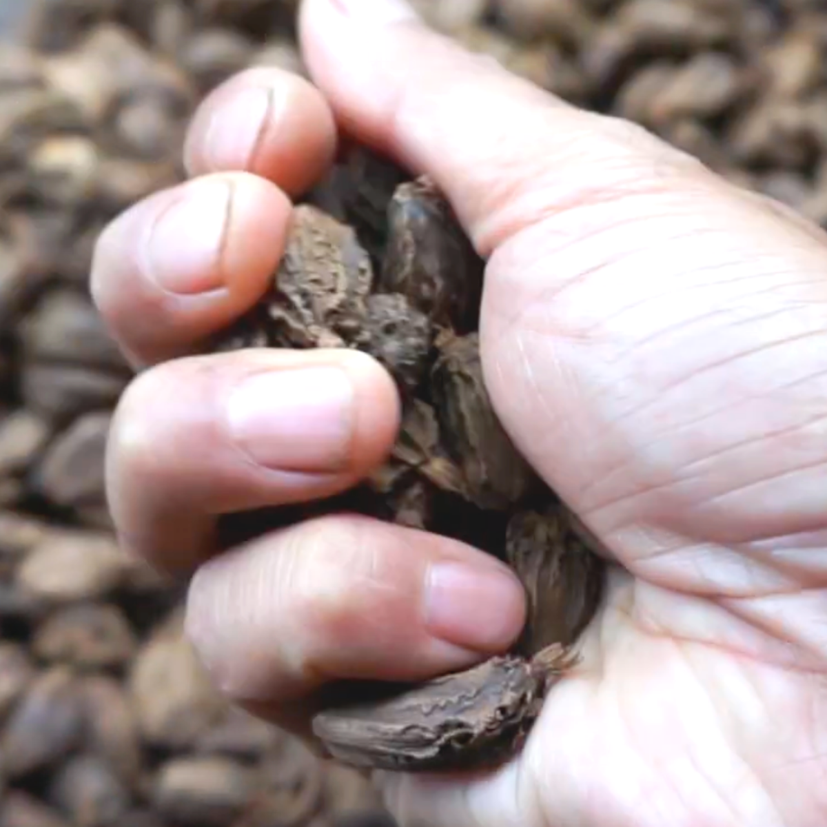 Burlap & Barrel - Smoked Black Cardamom - Single Origin Spice & Seasoning