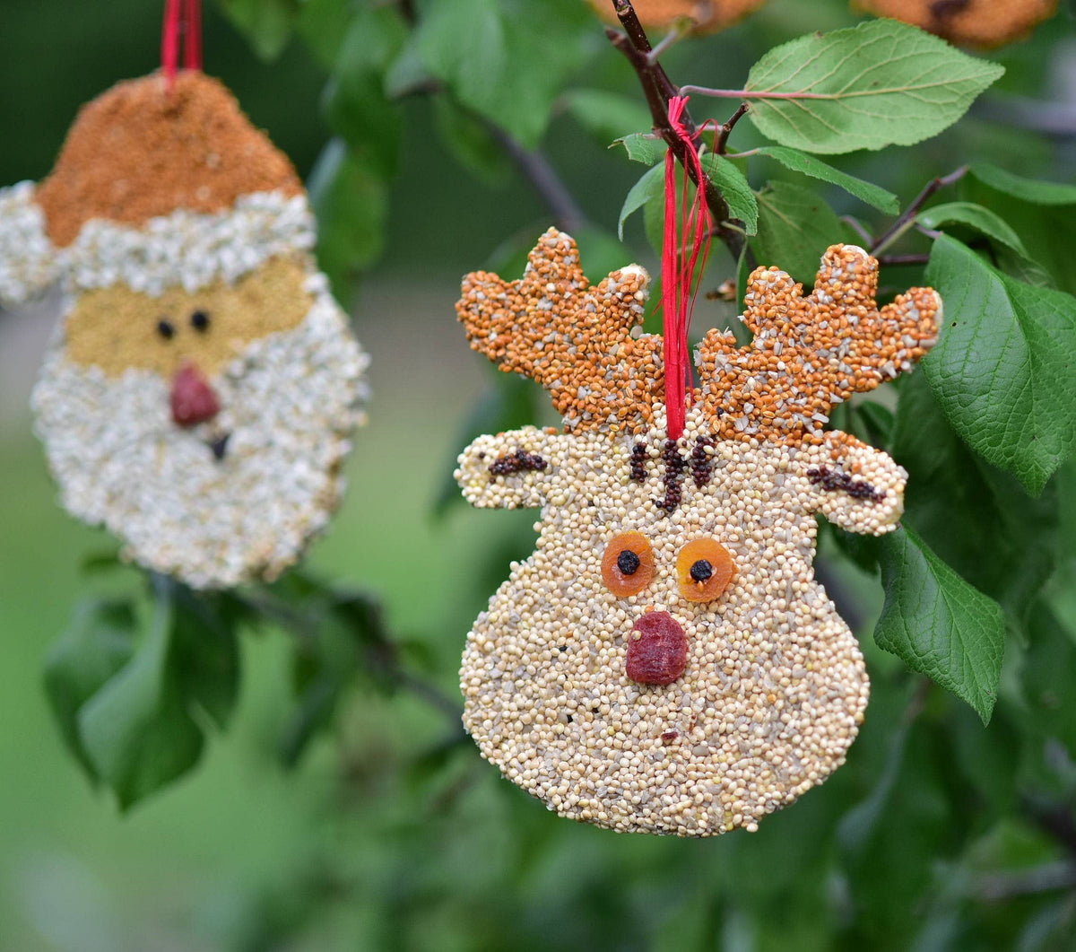 Mr Bird - Rudolph Christmas Cookie