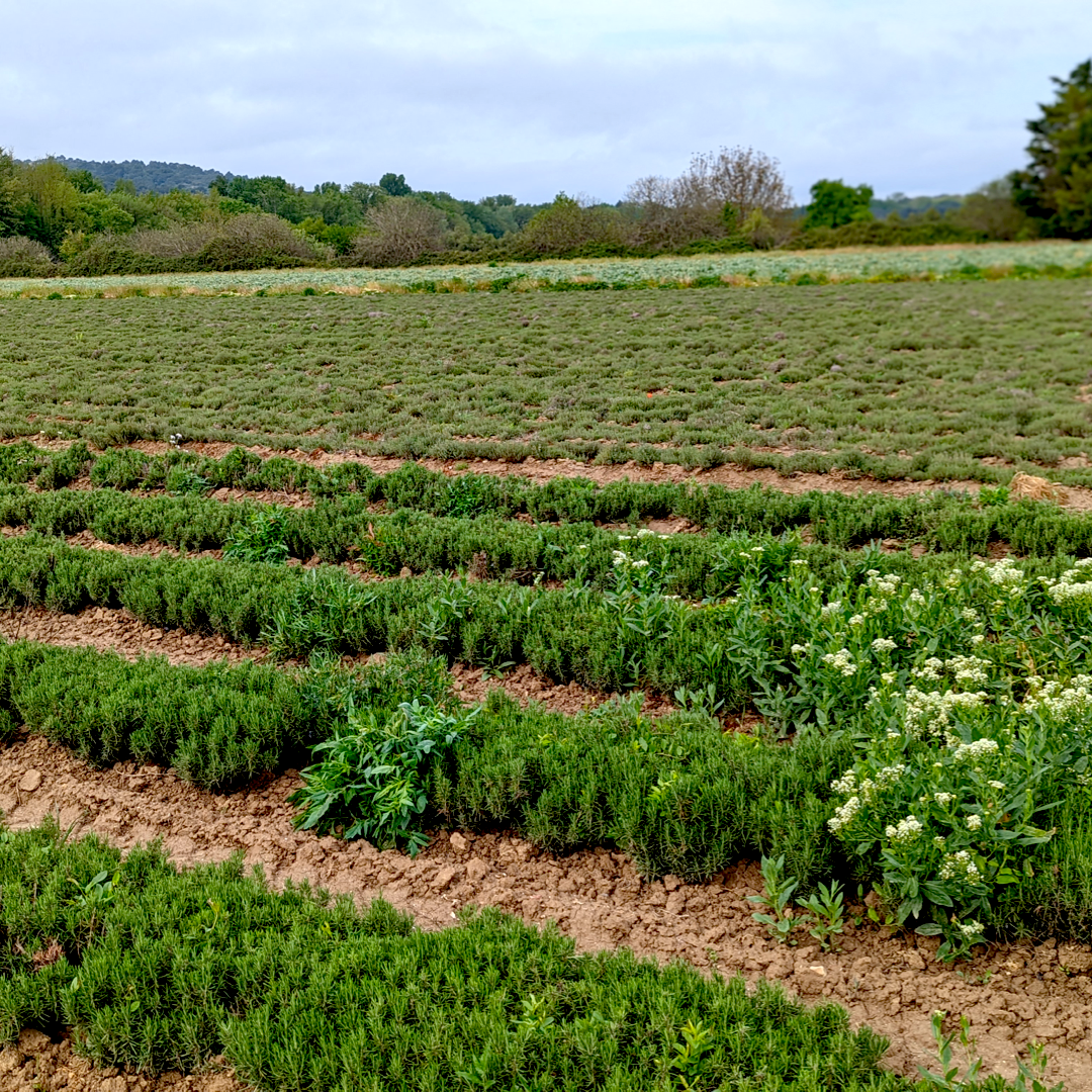 Limestone Rosemary