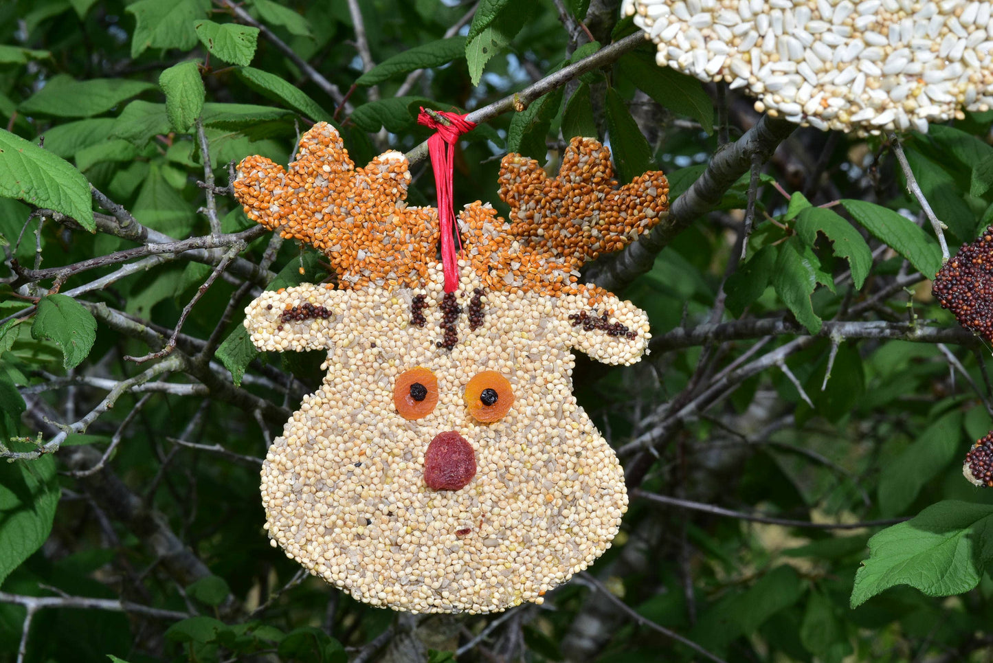 Mr Bird - Rudolph Christmas Cookie