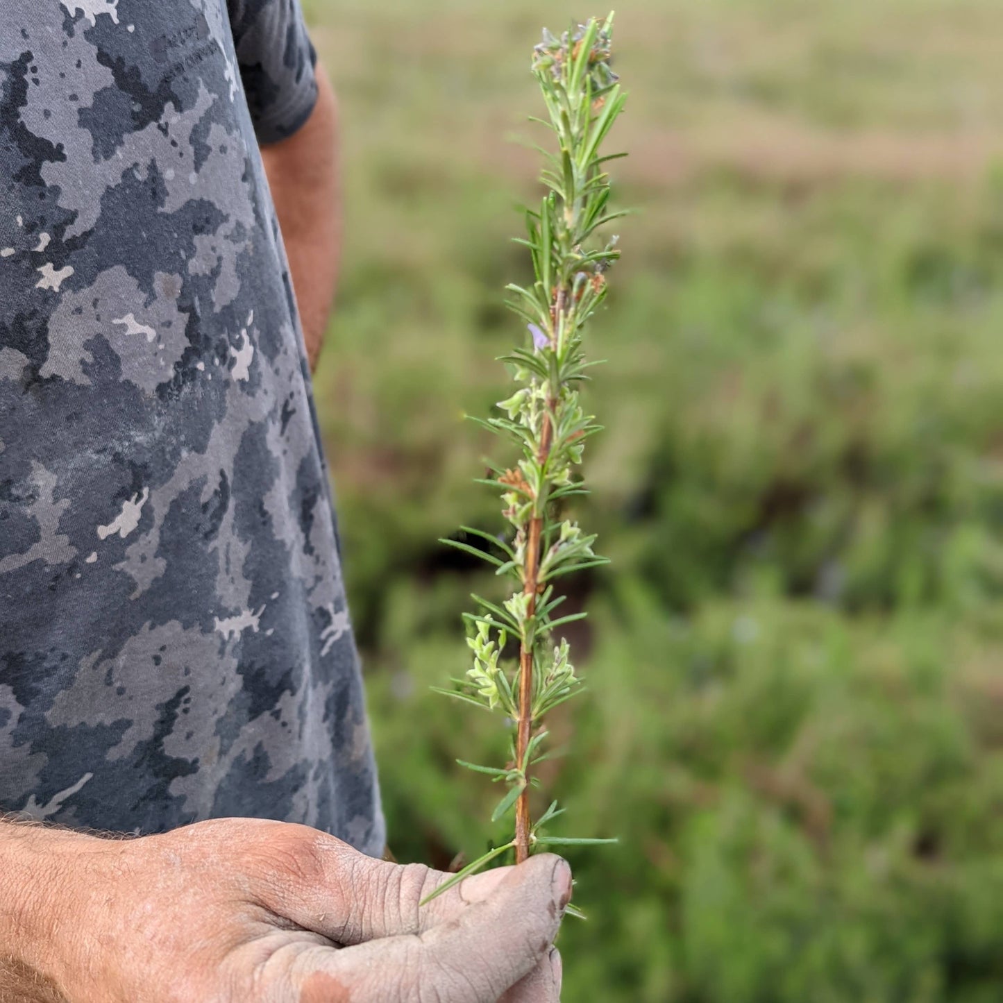 Limestone Rosemary