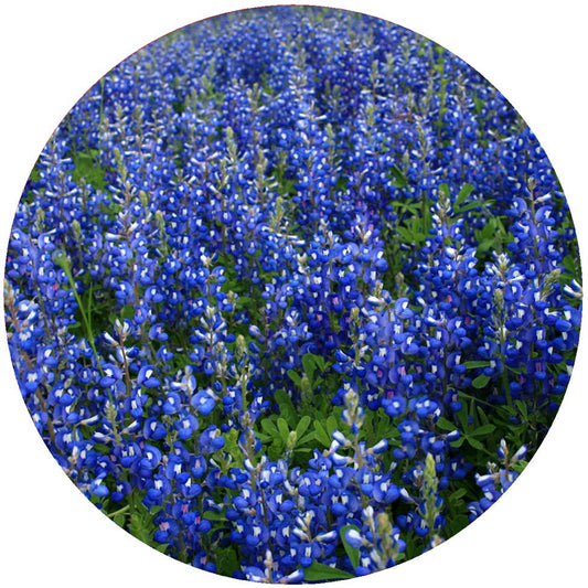 Andreas - Blue Bonnets