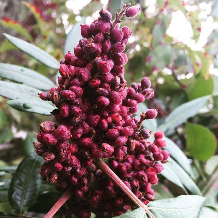 Cured Sumac (Sumak) - Single Origin Spice & Seasoning